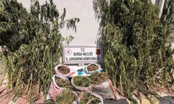 Bursa'da Uyuşturucu Operasyonu: 22 Kilo Esrar ve Kenevir Ele Geçirildi