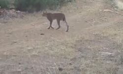 Çankırı'da Nadir Tür Vaşak Görüntülendi