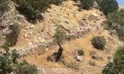 Diyarbakır Dağları'nda Yaban Keçileri Koruma Altında