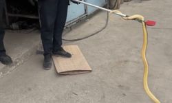 Dükkana Giren Yılan, İtfaiye Ekipleri Tarafından Yakalandı