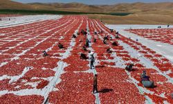 Elazığ Domatesleri, Dünya Sofralarını Şenlendiriyor