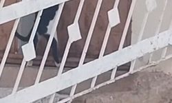 Elazığ'da Kedi, Kapıyı Açarak Evin İçine Girdi