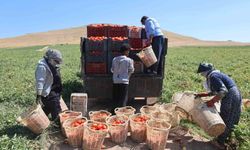 Elazığ'da Mevsimlik Tarım İşçilerinin Zorlu Ekmek Mücadelesi