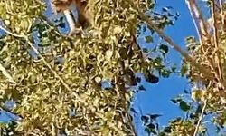 Elazığ'da Vaşaklar Ağaçta Görüntülendi