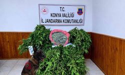 Ereğli'de Depo Görünümlü Alanda Kenevir Yetiştiren Şüpheli Yakalandı