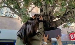 Erzincan'da Ağaçta Mahsur Kalan Yavru Kedi, Yaş Mamayla Kurtarıldı