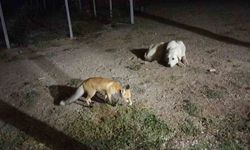 Eskişehir'de Bahçeye Gelen Tilki, Ev Sahipleri Tarafından Beslendi
