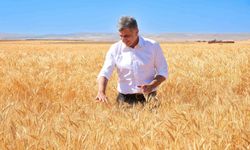 ETİ, kuraklıkla mücadele eden Kanatlı Buğdayı'nın tohumluk hasadını yaptı