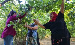 Fındık Hasadı Sırasında Sağlığınızı Koruyun