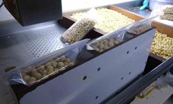 Fındık Hasat Sezonu Tamamlandı; Kırma ve Kavurma Çalışmaları Hızla Devam Ediyor