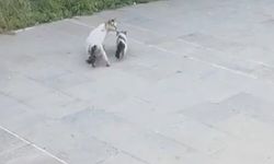 Gaziantep'te Yavru Kedi İtfaiye Ekipleri Tarafından Kurtarıldı