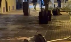 Gece Yarısı Saksı Deviren Gizemli Yürüyüşçü