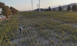 Göz Alıcı Gün Batımıyla Ayçiçekleri Fotoğraf Tutkunlarını Büyülüyor