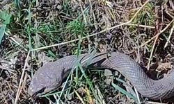 Hakkari'de 1.5 Metrelik Kocabaş Yılanı Görüntülendi