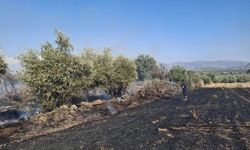 Hassa'da Zeytinlik Alan Yangını Hızla Kontrol Altına Alındı