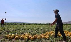 Hatay'da Kavun Hasadı Bereketli: Kilogram Fiyatı 10 TL