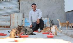 Her akşam bahçesinde 50 sokak kedisini ağırlayan 62 yaşındaki adam