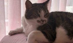 Hırçın Kedi Hırsızları Kovaladı, O Anlar Güvenlik Kamerasında