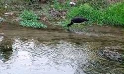 İnegöl'de Nadir Görülen Kara Leylek Beslenirken Görüntülendi