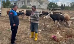 İslahiye'de Kaybolan 17 Büyükbaş Hayvan Sahibine Teslim Edildi