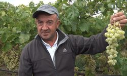 İznik'te Sarı Altın Müşküle Üzümünde Hasat Sevinci Yaşanıyor