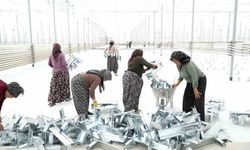 Kadınlar, Geleceklerini Şekillendirmek İçin Kendi Seralarını Kuruyor