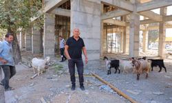 Kahramanmaraş'ta Başına Buyruk Gezen 9 Keçi Esnafın Dikkatini Çekti