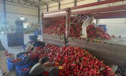 Karacabey Biberi: Yüksek Aroma ile Salça Üretiminin Gözdesi