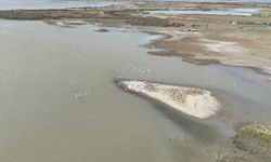 Karacabey Gölü'nde Pelikanların Havadan Görüntüleri Dikkat Çekti
