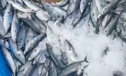 Karadeniz'de Bir Gecede 2 Bin Palamut Avlandı