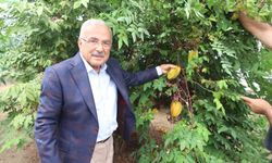 Karadeniz'de Tropikal Meyve Üretimi Yükselişte