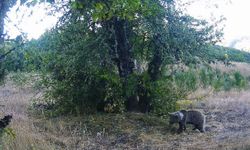 Kastamonu'da Yaban Hayatını İzlemek İçin Fotokapanlar Kuruldu