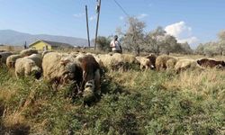 Kavurucu Sıcaklarda Çobanlık: Günde 10 Litre Su Tüketiyorlar