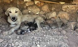 Kayaların Arasında Mahsur Kalan Yavru Köpekler Kurtarıldı