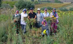 Ladik Fasulyesinde Hasat Dönemi Başladı