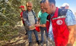 Manisa'da 2026 Zeytin ve Zeytinyağı Rekoltesi İçin Saha Çalışmaları Başladı