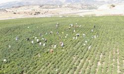 Maraş Biberinde Hasat Dönemi Başladı: Coğrafi İşaretli Lezzetler Yeniden Toplanıyor