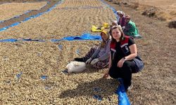 Meriç'te Yer Fıstığı Hasadı Tüm Hızıyla Başladı