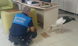 Mersin'de Yaralı Leylek Koruma Altında Tedaviye Alındı