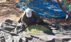 Mersin'in Mut İlçesinde Zeytin Hasadı Başladı: Fiyatlar 10 ile 60 TL Arasında Değişiyor