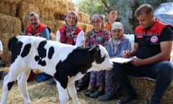 Muğla'da Yeni Doğan Buzağılar İçin Önemli Proje Başlatıldı