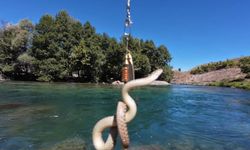 Munzur Nehri'nde Balık Avına Çıkan Doba'nın Oltasına Su Yılanı Takıldı
