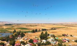 Muş Ovası'nda Leylekler Göç Öncesi Enerji Topluyor