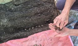 Pazarlar'da Salep Üretimi İçin Ekim Kontrolü Yapıldı
