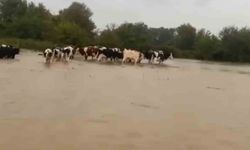 Sağanak Yağış Merayı Su Bastı, İnekler Kurtarıldı