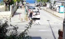 Sarıyer'de Başıboş Köpeklerden Endişe: Vatandaşlar Çözüm Bekliyor