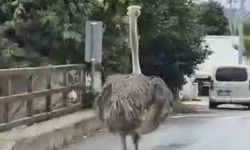 Şile'de Deve Kuşu Kaçışı: Trafikteki Kaos ve İtfaiye Müdahalesi