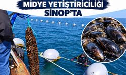 Sinop'ta 9 Ayda 182 Ton Midye Yetiştirildi