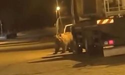 Sinop'ta Gece Yarısı Ayı Araçların Arasında Görüntülendi