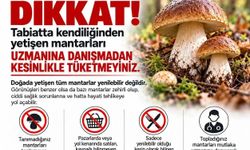 Sinop'ta Mantar Toplayıcılarına Kritik Uyarı!